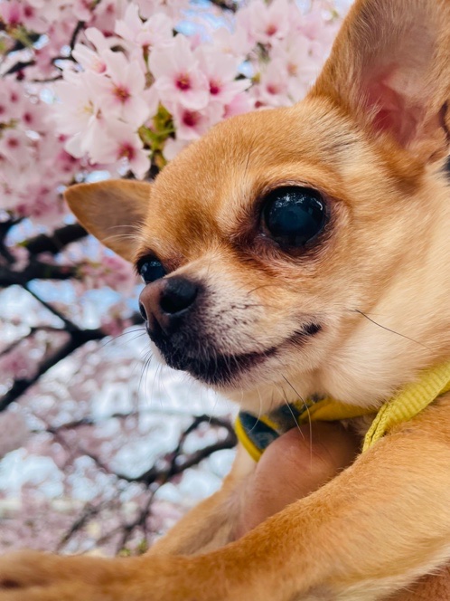 ペットフューネラルもみの木の写真