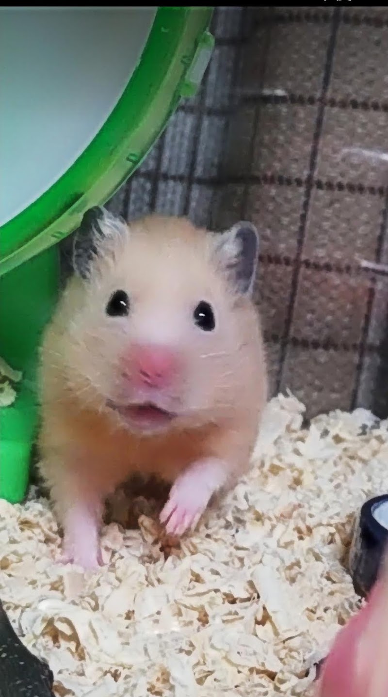 ペットメモリアルあさひの写真