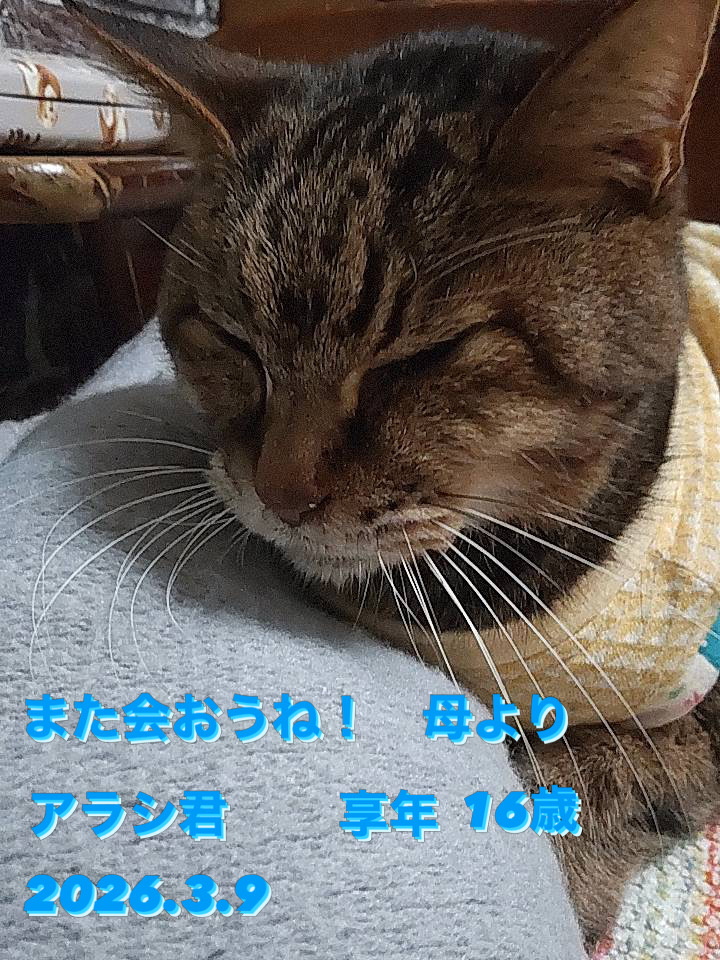 天国への扉 ペットメモリアル札幌の写真