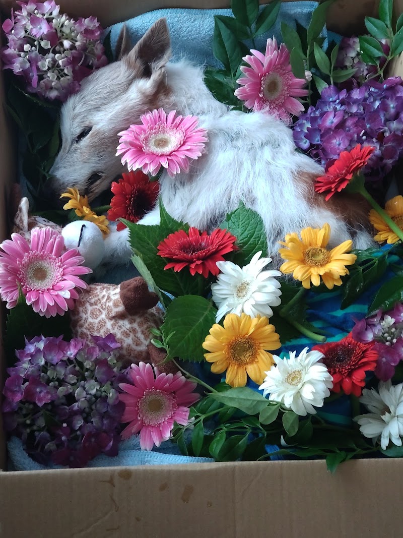 愛心ペットセレモの写真