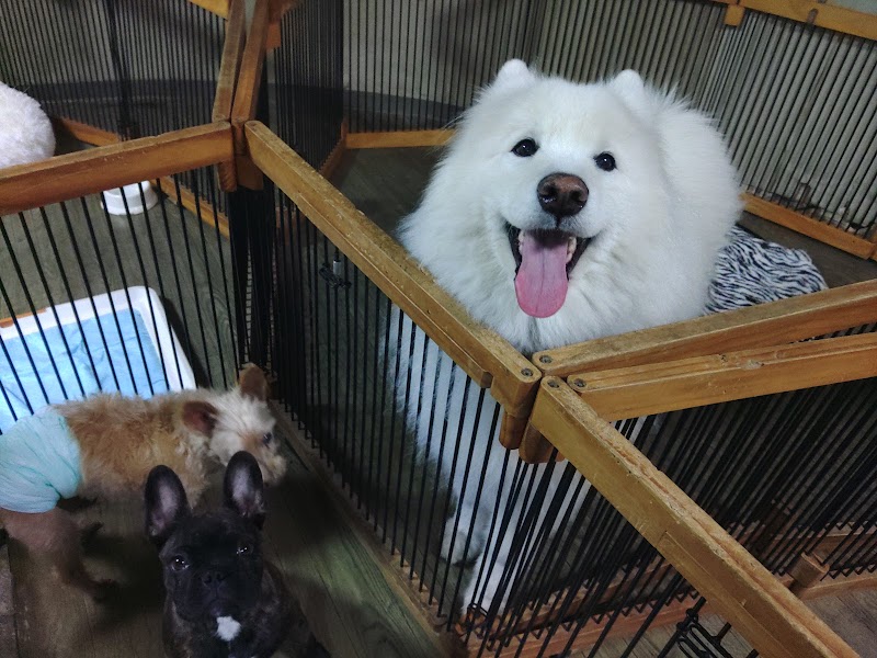 老犬ホーム ドッグハウス・ダディーの写真