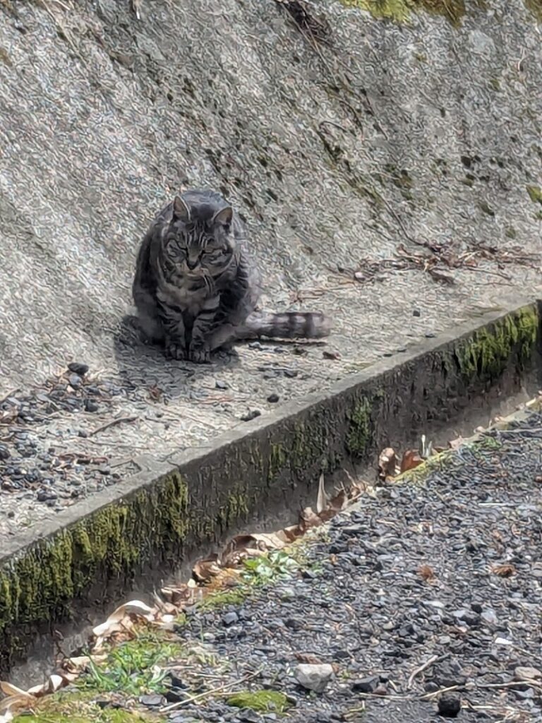 いずもペットの丘の写真