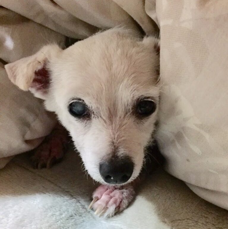 ペットセレモニーリリーフの写真