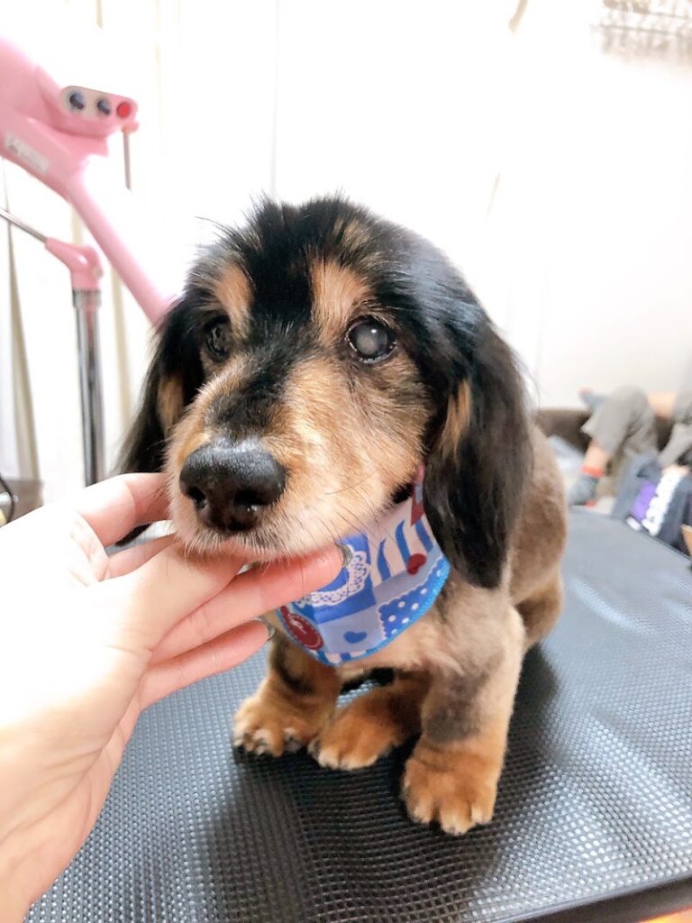 ペット火葬ハピネス名古屋の写真