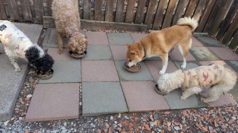 老犬ホーム ドッグハウス・ダディーの写真