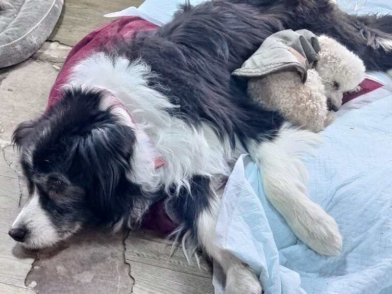 老犬ホーム ドッグハウス・ダディーの写真