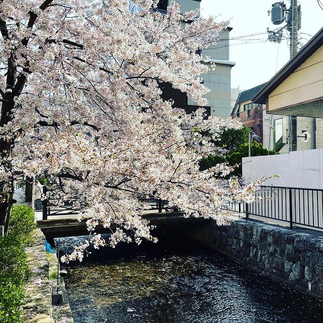 スターペットセレモニー 京都市のペット葬儀の写真