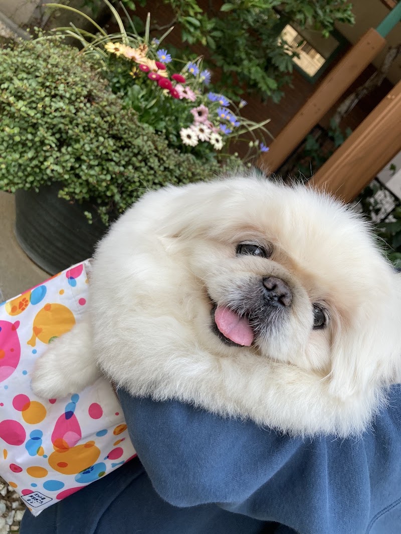 ペット火葬・自宅葬のPAWS MEMORY（パウズメモリー）の写真