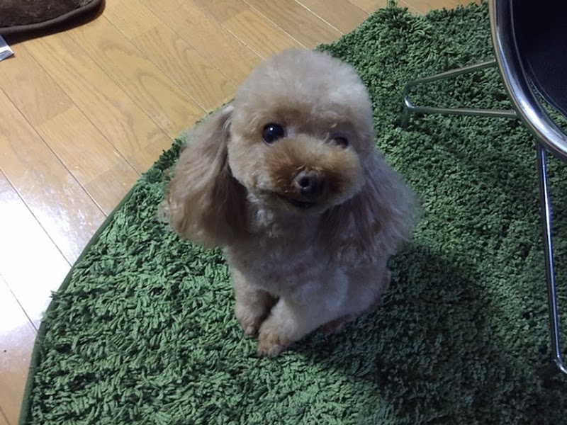 ペットメモリアルぽえむの写真