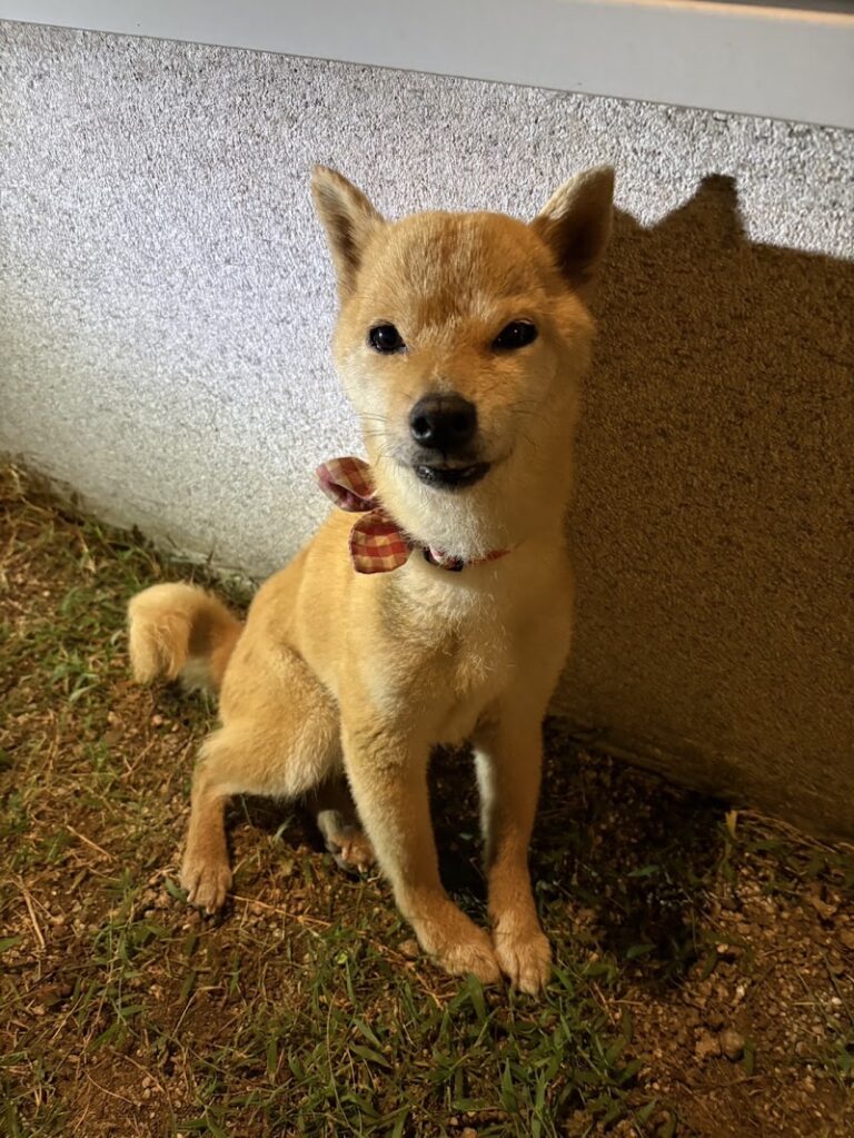 ペット訪問火葬ポピーの写真