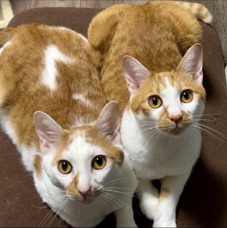 ペットフューネラルもみの木の写真