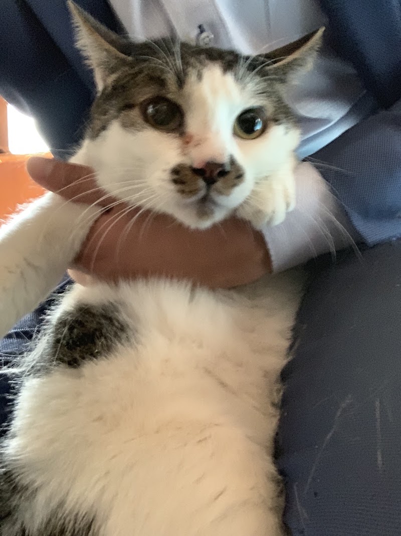 大森ペット霊堂の写真