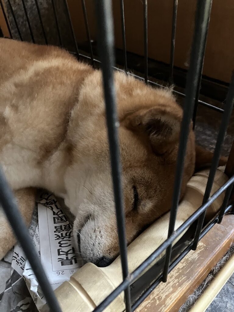 竹内ペット 新津本店の写真