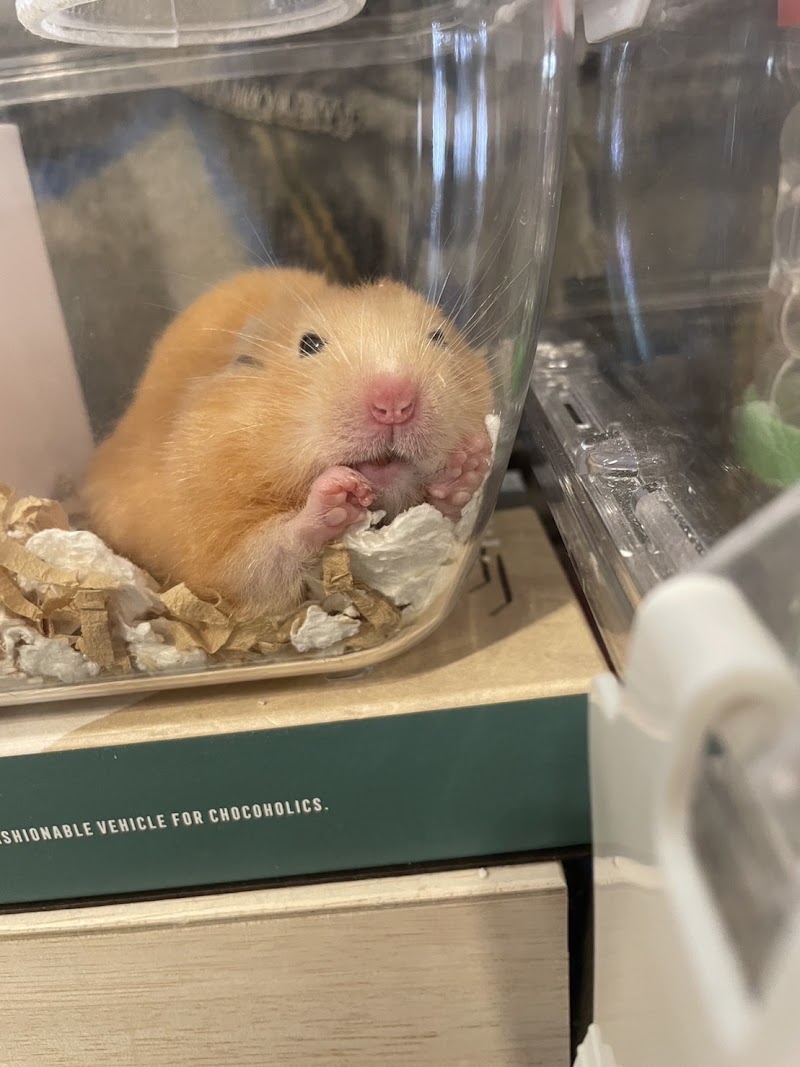 ペットのおみおくり訪問火葬 天寿の写真