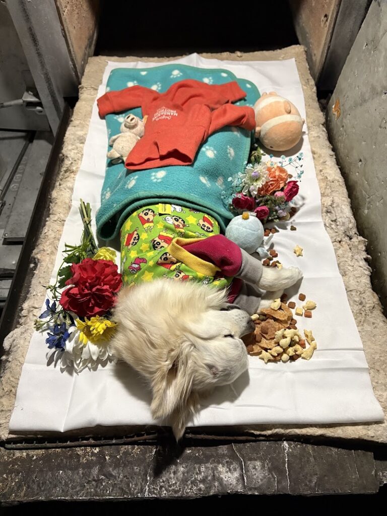 ペトリィ 小さな家族のセレモニーの写真