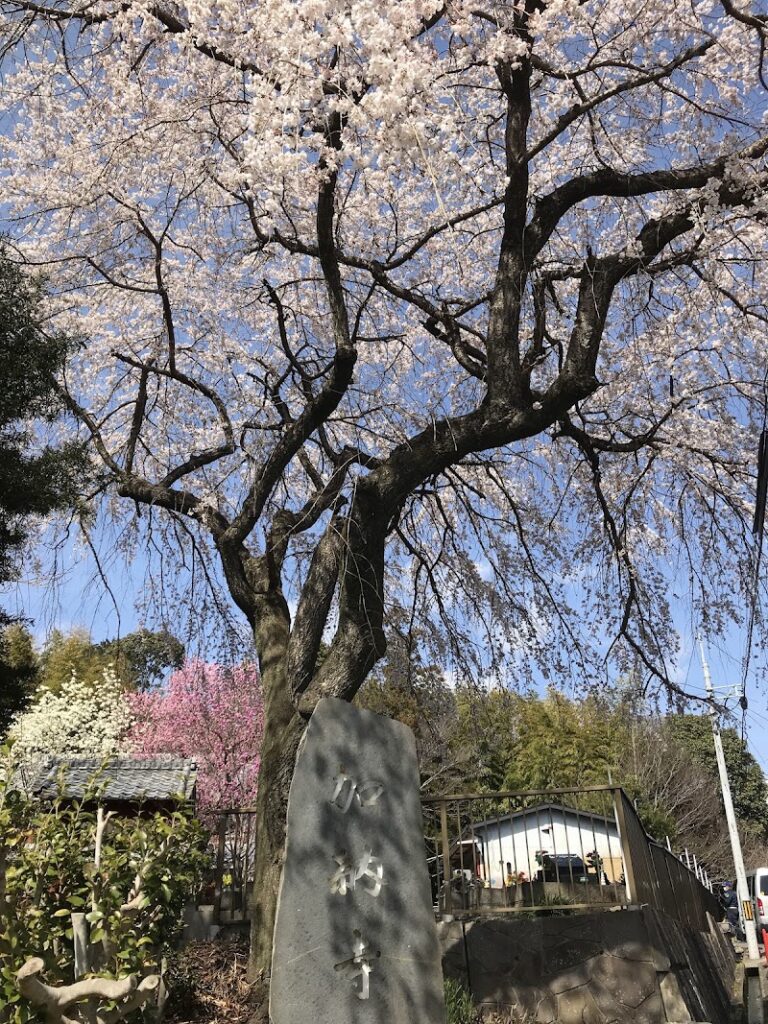 加納寺の写真