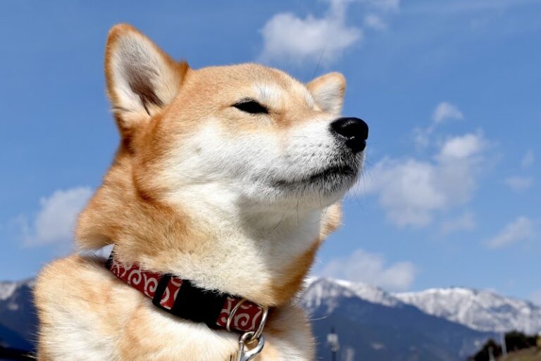 ペットメモリアルサービスの写真