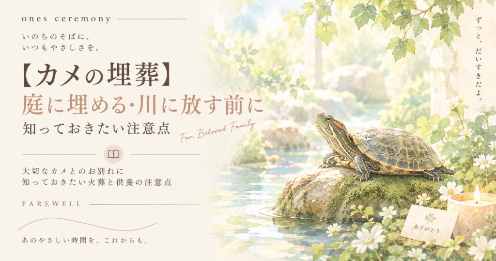亀が動かない…死亡？冬眠？はじめてのお別れガイド